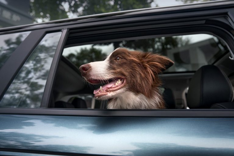 Window-Cute-Head---1536x1024